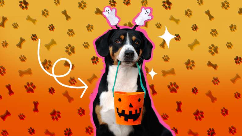 32 Best Last Minute DIY Dog Halloween Costume Ideas  dog halloween costumes,  dog halloween, pet halloween costumes