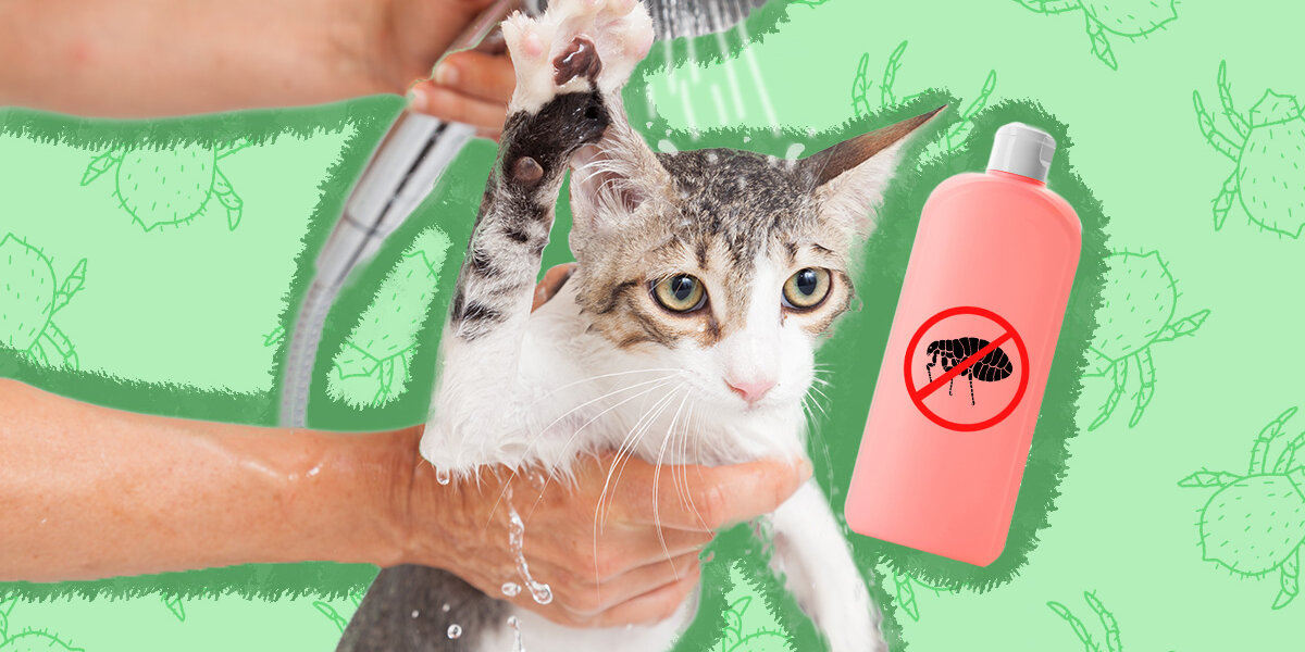 Best flea top wash for cats