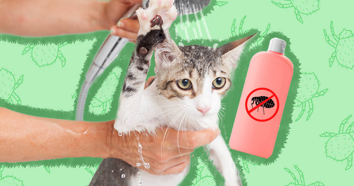 Natural flea outlet shampoo for cats