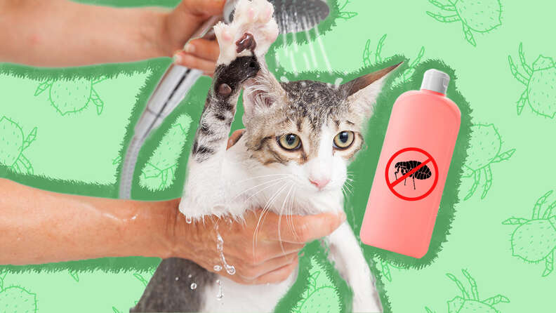 Waterless flea bath for hot sale cats