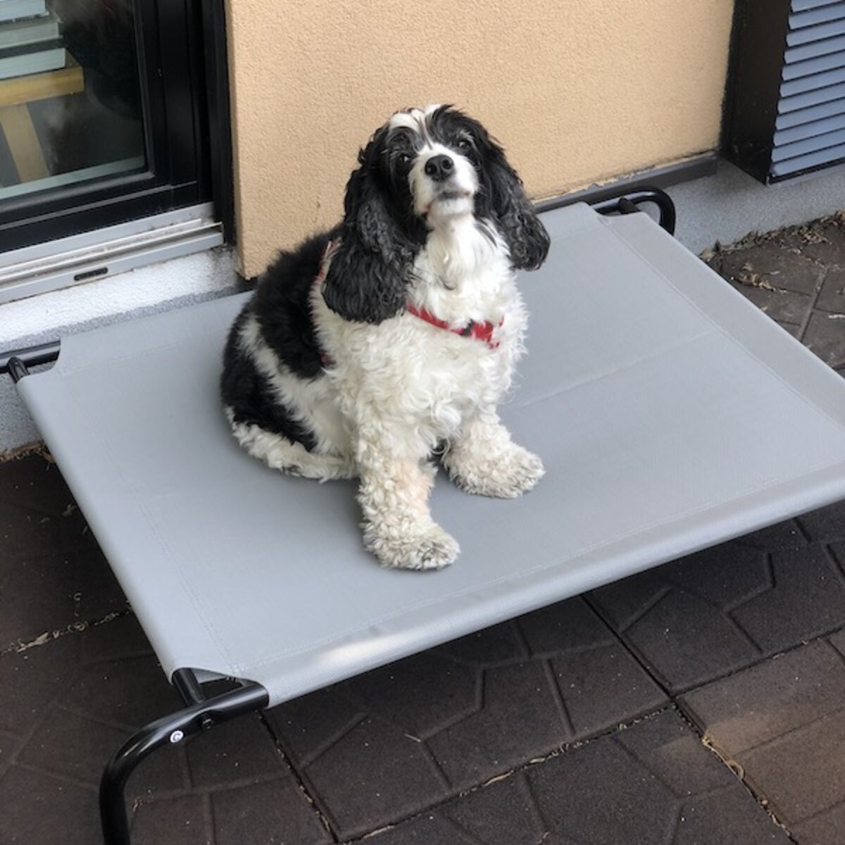 Amazon Basics Cooling Elevated Pet Bed Review We Tried It Out In The Hottest Temperatures Paw