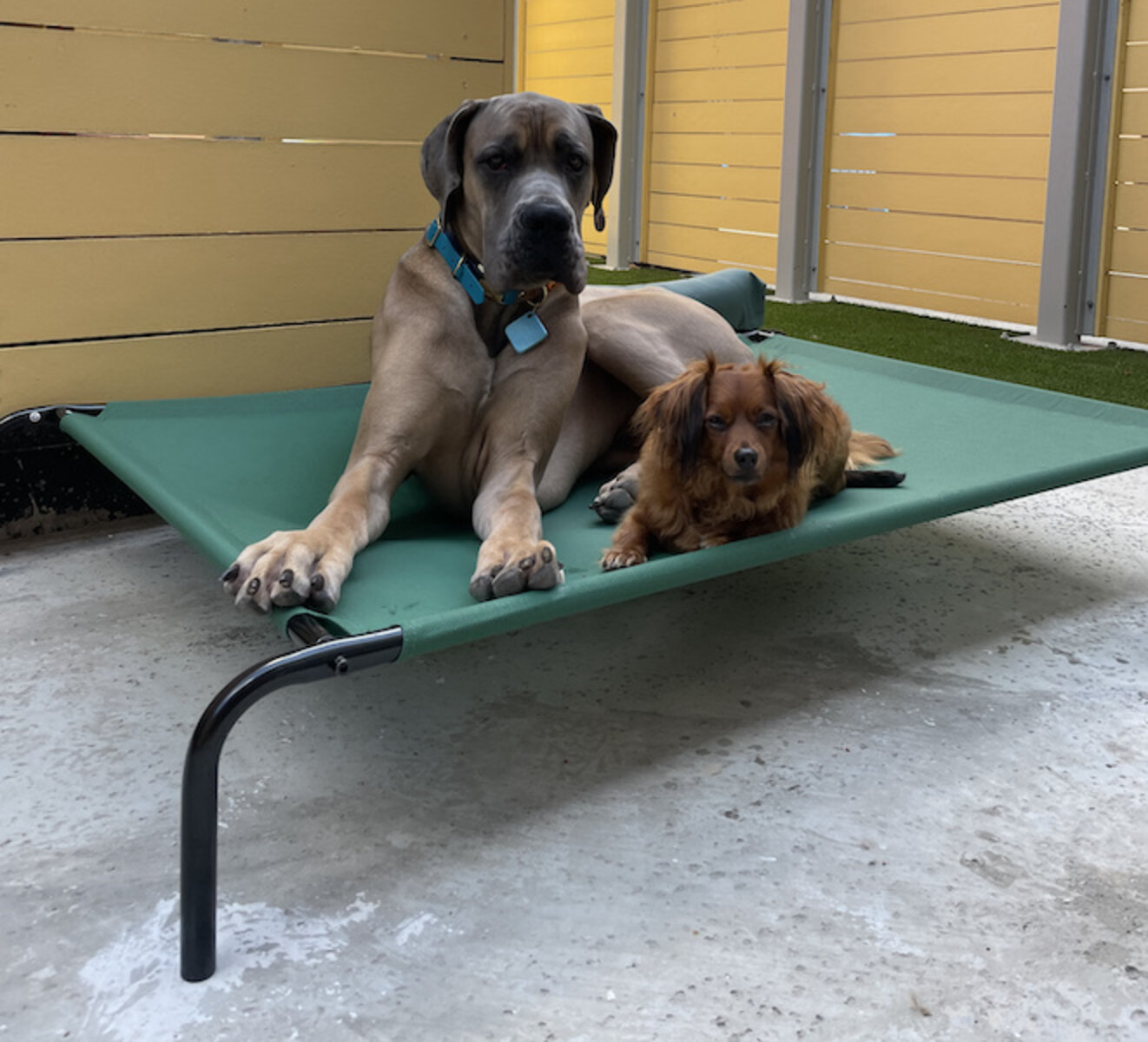 Amazon Basics Cooling Elevated Pet Bed Review We Tried It Out In The Hottest Temperatures Paw