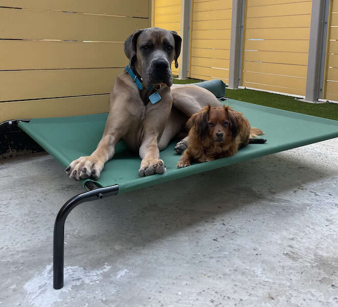 Amazonbasics elevated 2024 cooling pet bed