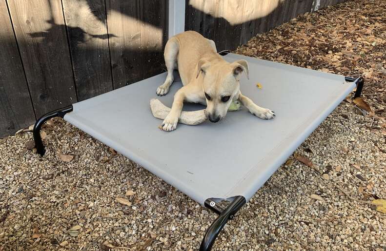 Elevated cooling pet clearance bed