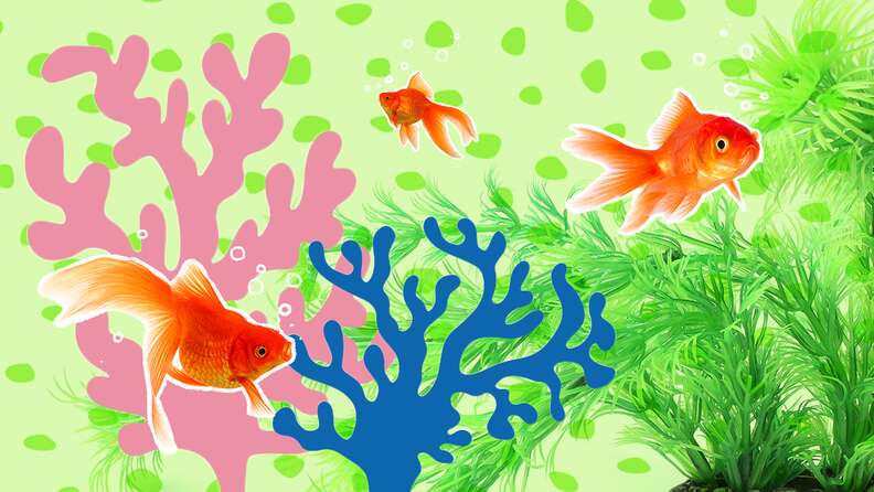 5 Fish Tank Decorations To Turn Your Aquarium Into Your Pet's