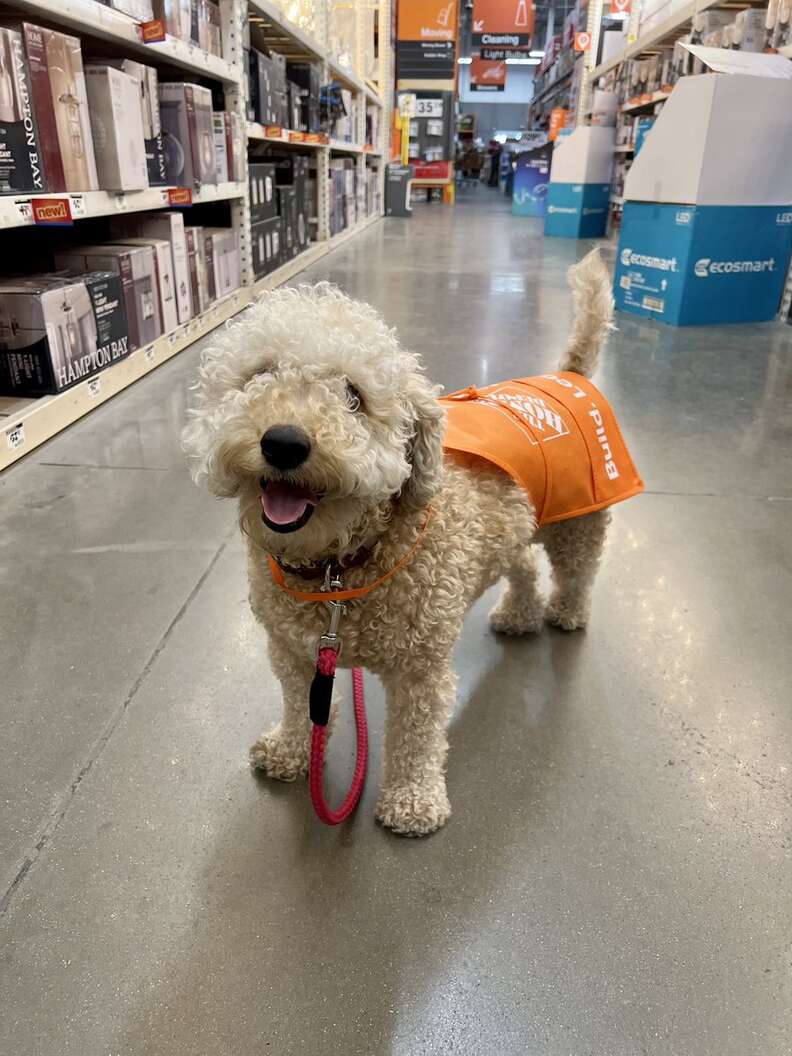 Home depot hot sale dog