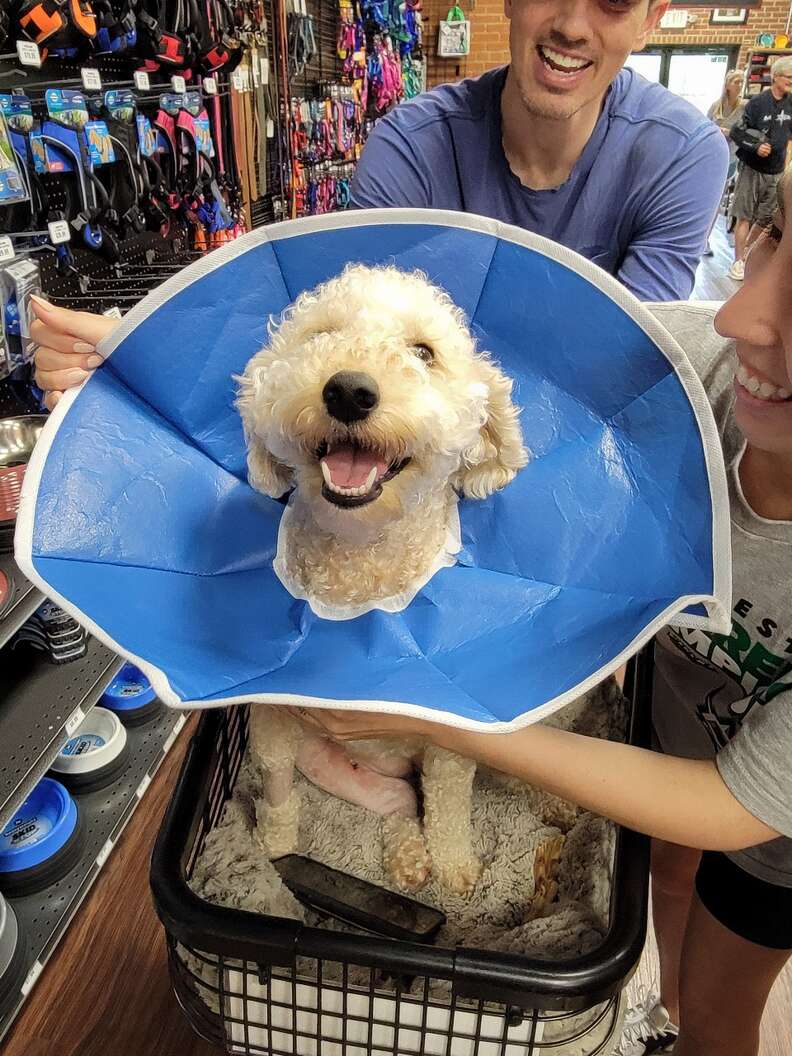 Home depot dog shop treats