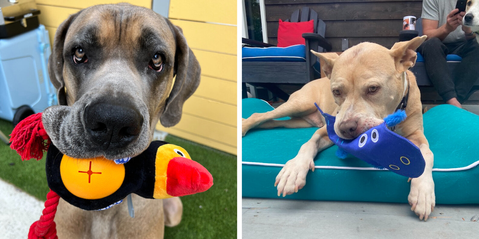 The Dodo Launches A Line Of Pet Products At Walmart, Including Gear