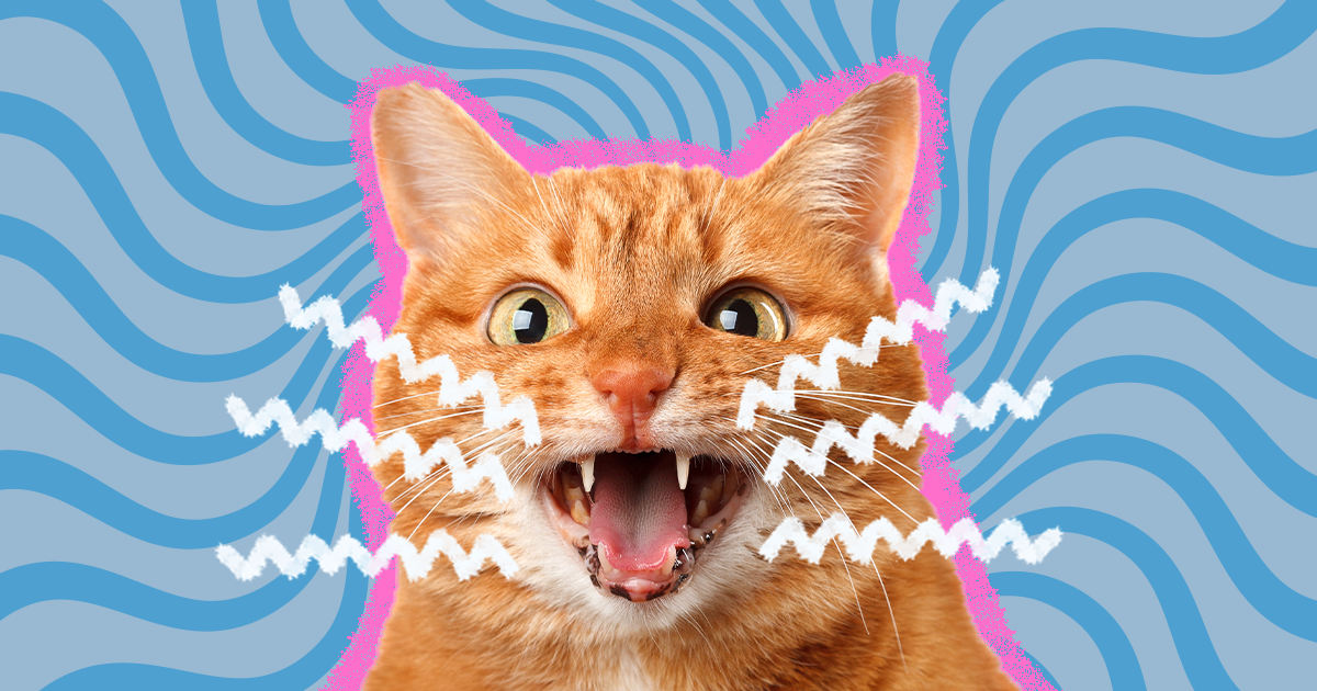 Why Cats Meow - Interpreting Cat Sounds - PetCareRx