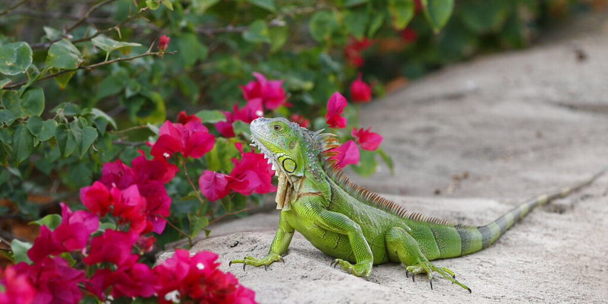 Box of lizards mailed to the wrong New York address