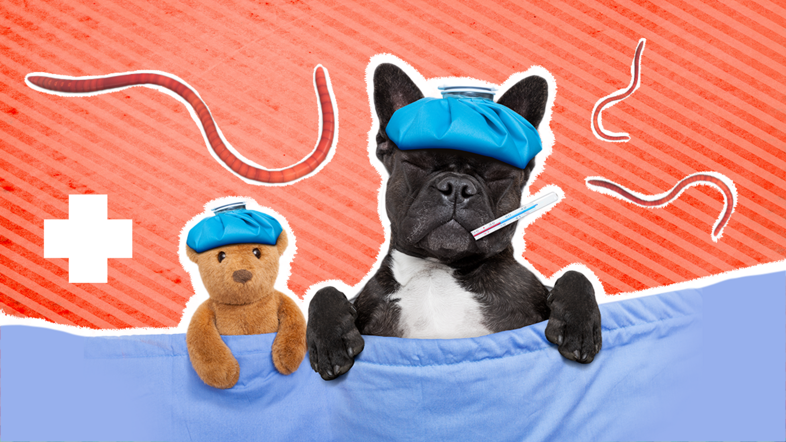 Heartworm Medicine For Dogs The 5 Best VetApproved Options DodoWell