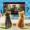 do cats have favorite movies