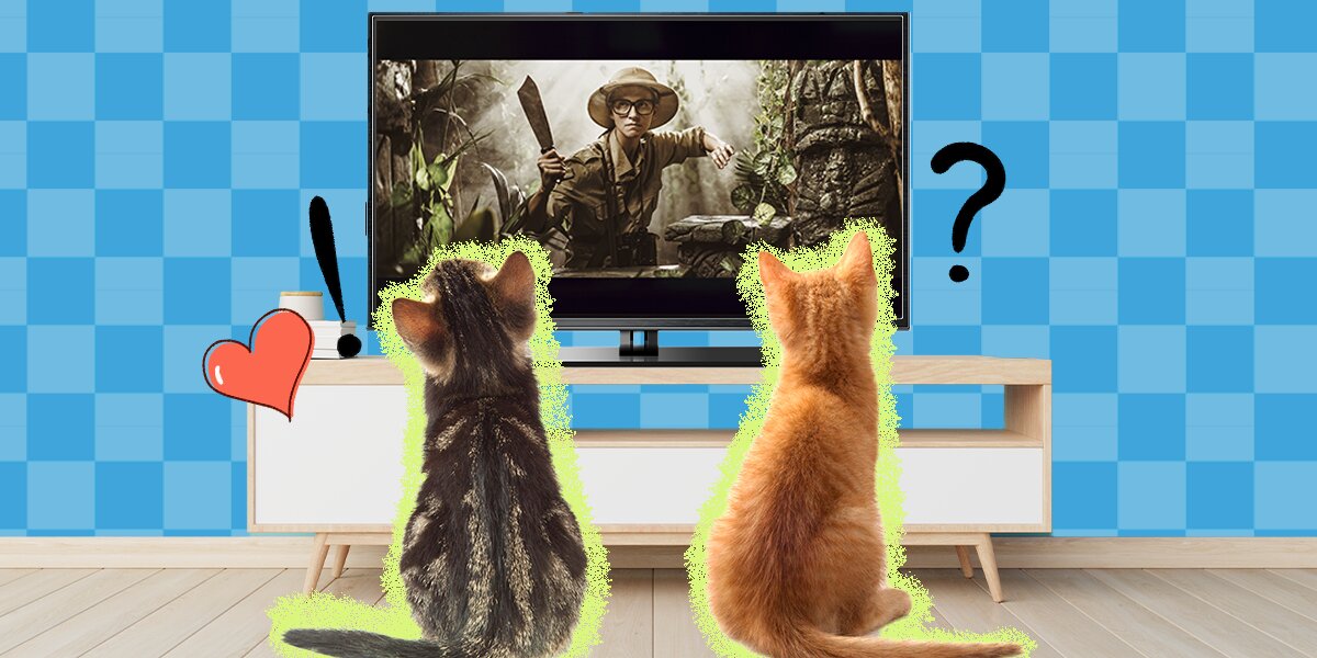 Do Cats Have Favorite Movies? Here's What An Expert Thinks - DodoWell - The  Dodo