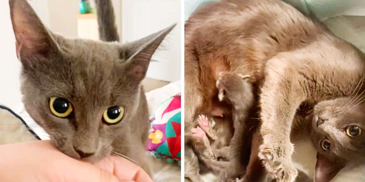 Gracie The Proud Rescue Cat Drags Mom Out Of Bed For Sweetest Surprise