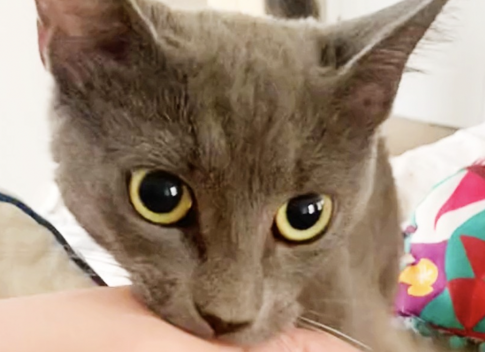 Gracie The Proud Rescue Cat Drags Mom Out Of Bed For Sweetest Surprise