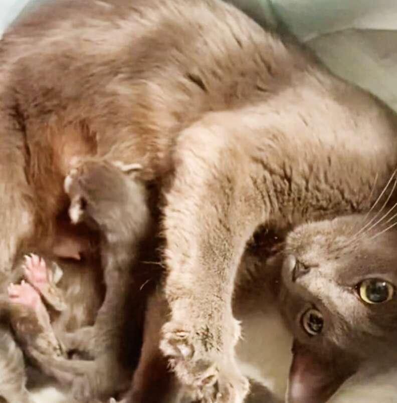A grey cat nurses her kittens.