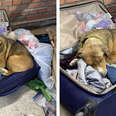 ukraine dog in suitcase