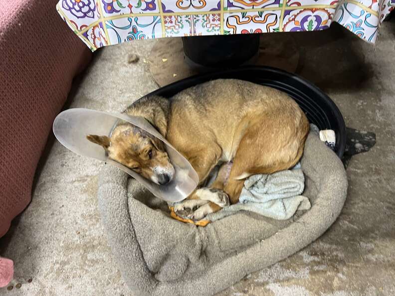 ukraine dog wearing cone