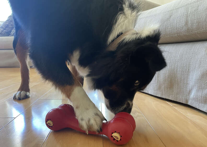 Kong Wobbler Treat Dispensing Doy Toys