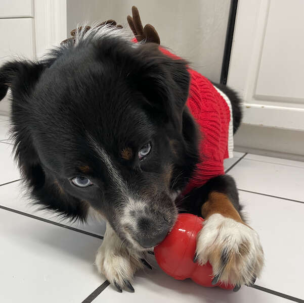 Kong Wobbler;Treat Dispenser Dog Toy in Red, Size: Large | PetSmart