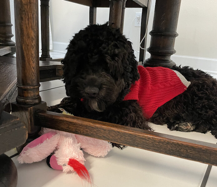 Are Kong Toys Safe For Dogs