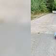kittens abandoned in driveway
