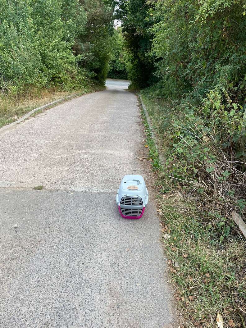 kittens abandoned in driveway