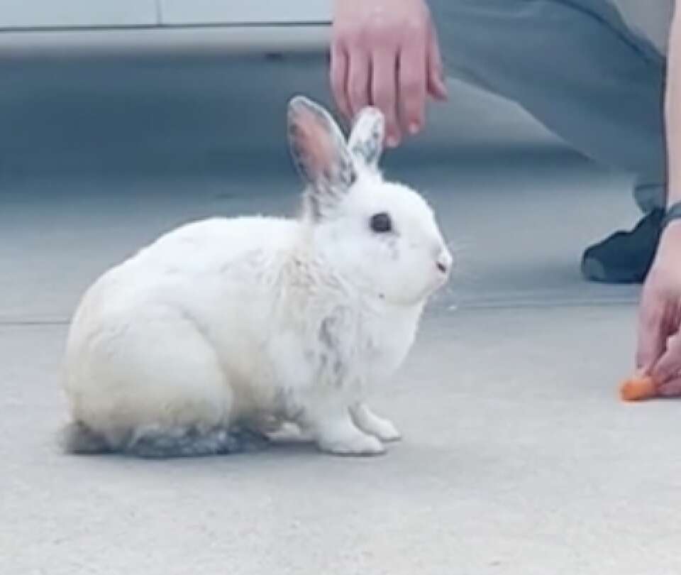 A bunny sits in a driveway.