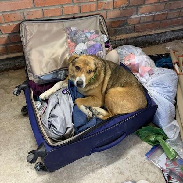 ukraine dog in suitcase