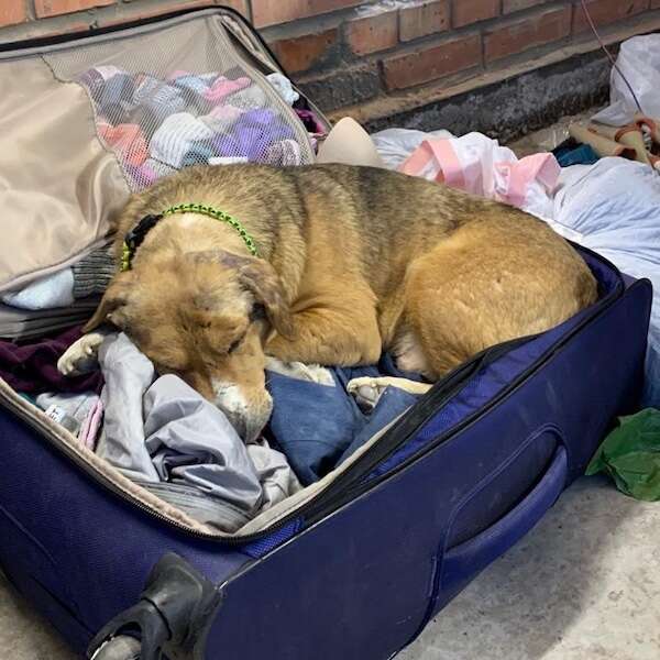 ukraine dog in suitcase