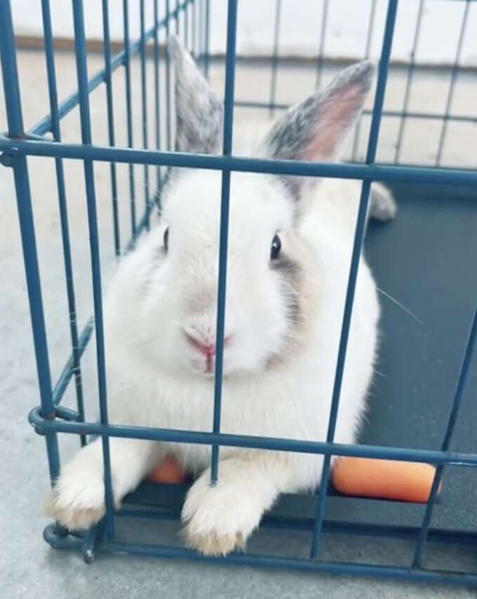 A bunny rests inside a crate.