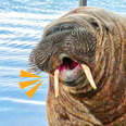 walrus in the water