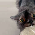 cat biting a package of bread
