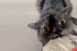 cat biting a package of bread