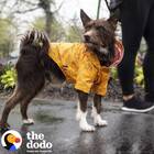 Rainy Days Dog Raincoat