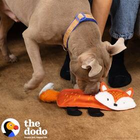 The Dodo Treat Dispensing Plush Dog Toy