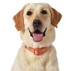 Cork Dog Collar
