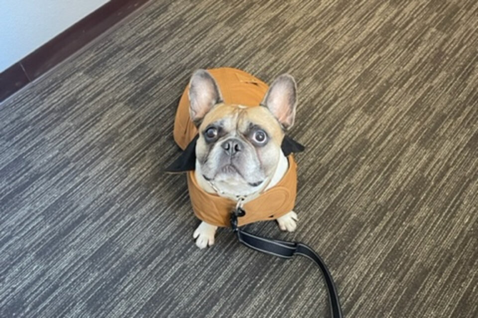 Carhartt Dog Coat Review Is It Worth It? Paw of Approval The Dodo