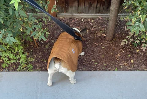 Carhartt dog hot sale chore coat