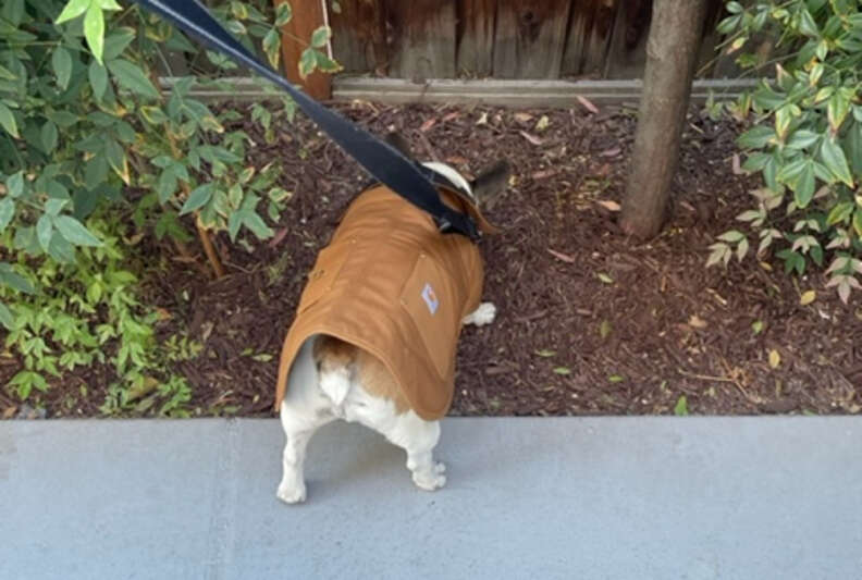 Dog carhartt outlet coat