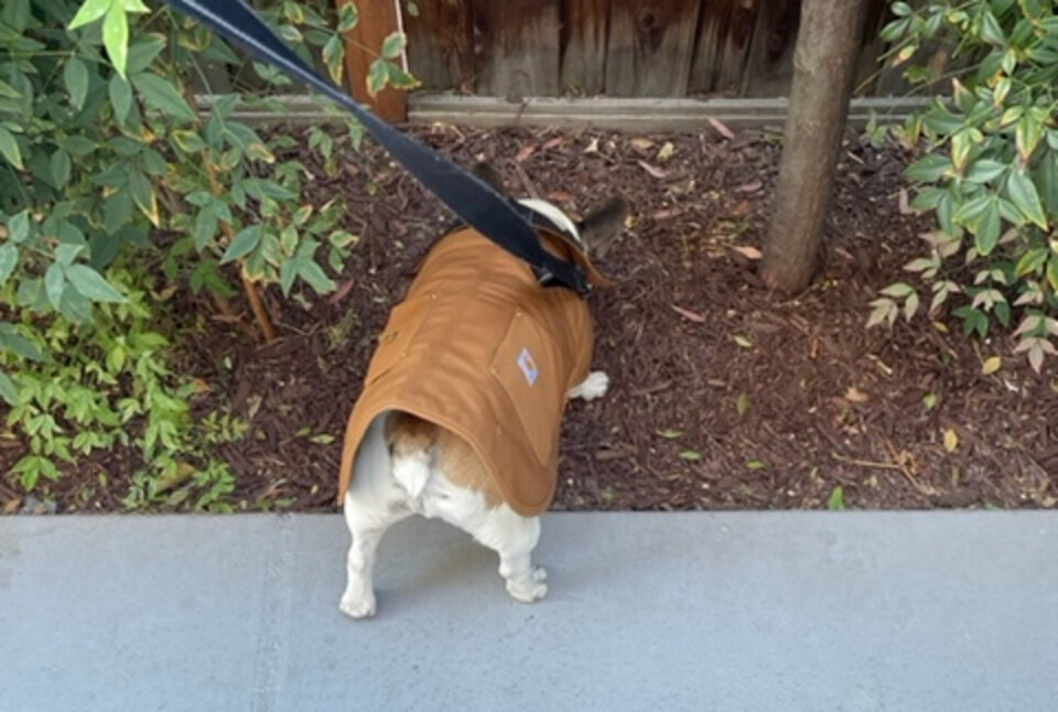 Carhartt Dog Coat Review Is It Worth It? Paw of Approval The Dodo