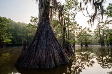 cypress swamp