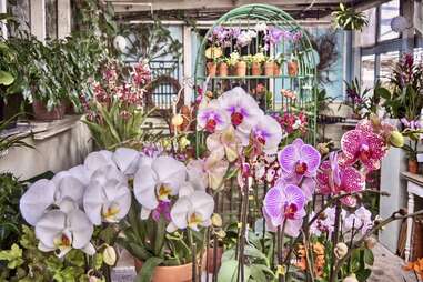 Shelldance Orchid Gardens