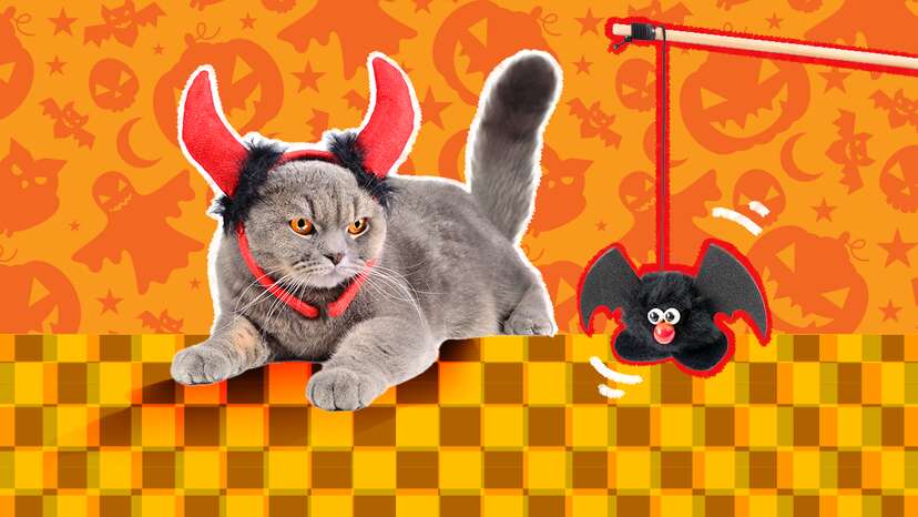 Scary cat clearance toy