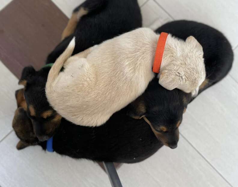 puppies in a pile 