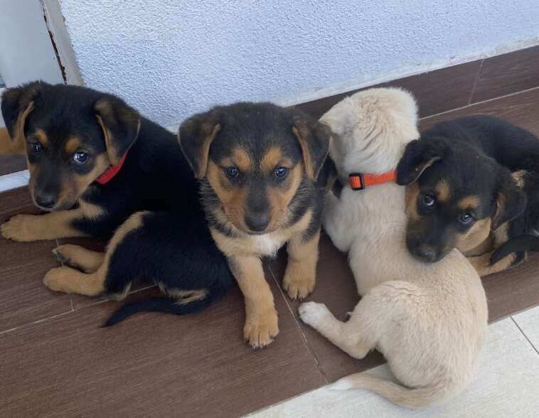 puppies