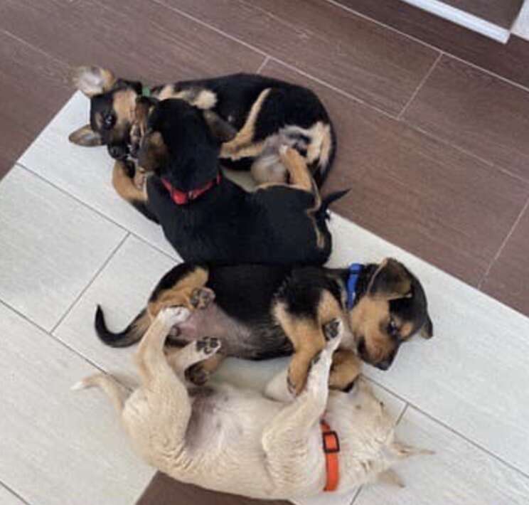puppies playing