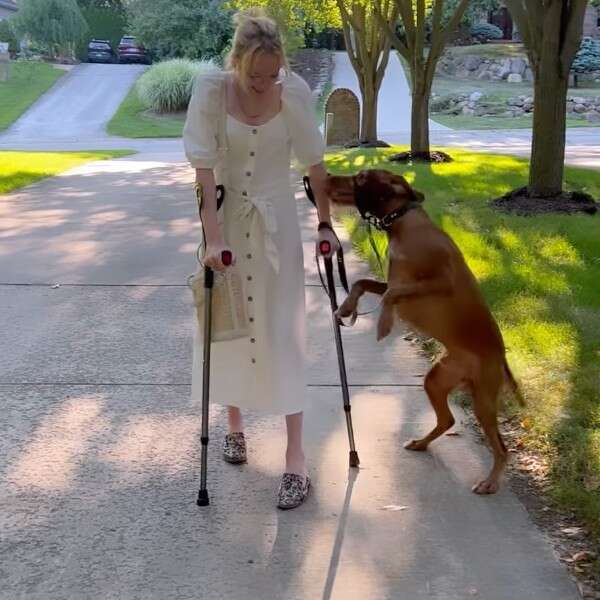 dog jumps around owner