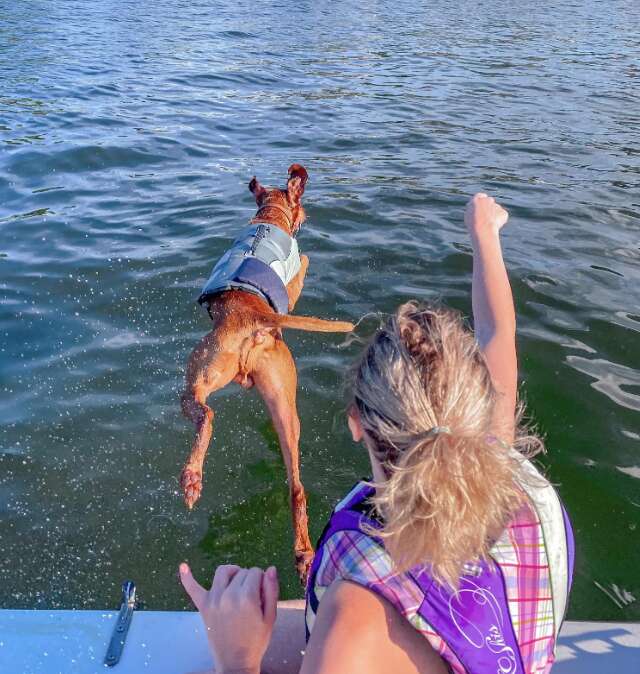 dog jumps into the water 