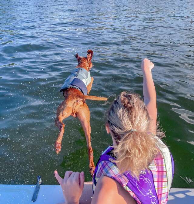 dog jumps into the water